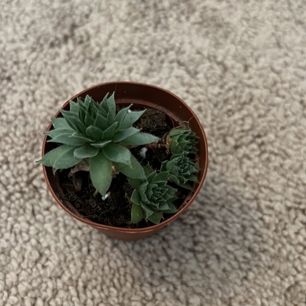 Live Hen and Chicks Succulent